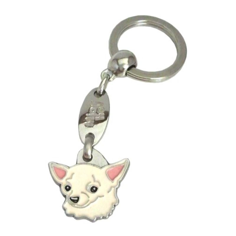 Chihuahua korthår